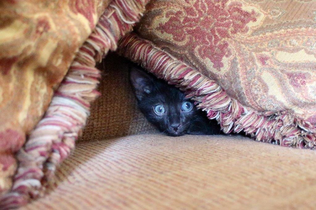 20150905_Felice's house_054