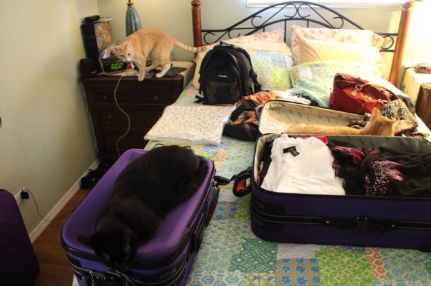 cats and luggage