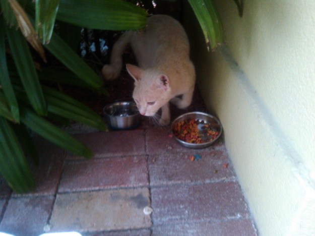 Stray gold cat