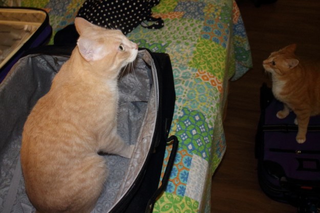 cats and luggage