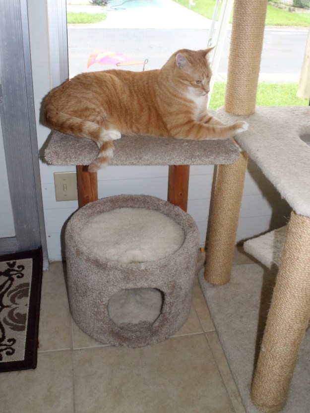 Bad Cat Chris on cat perch