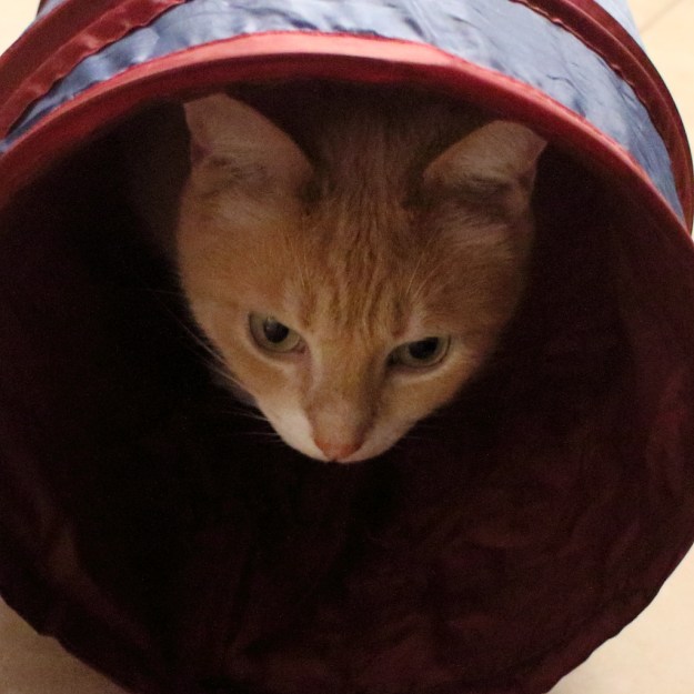cat tunnel