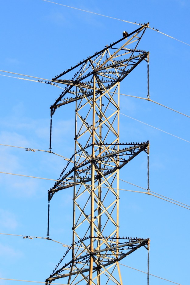 Flock of birds and Bald Eagle