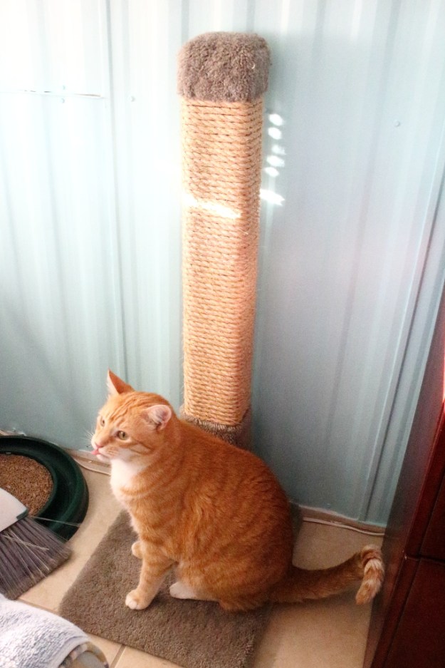 cat scratching post
