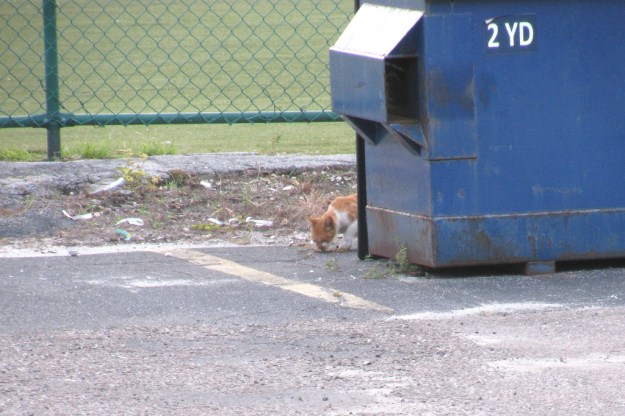 20151016_Ferals_3015