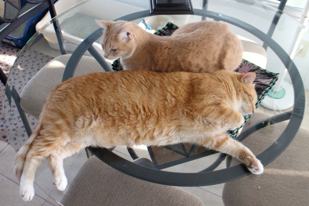 Cats Chris and Frankie