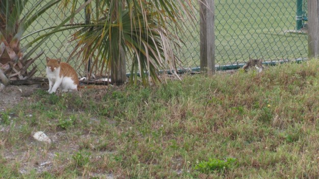 20151022_Feral cat_221