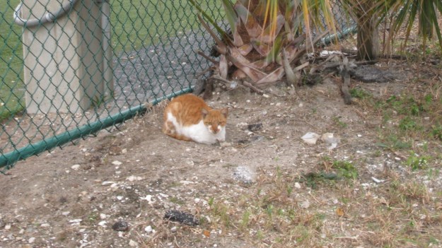Feral cat