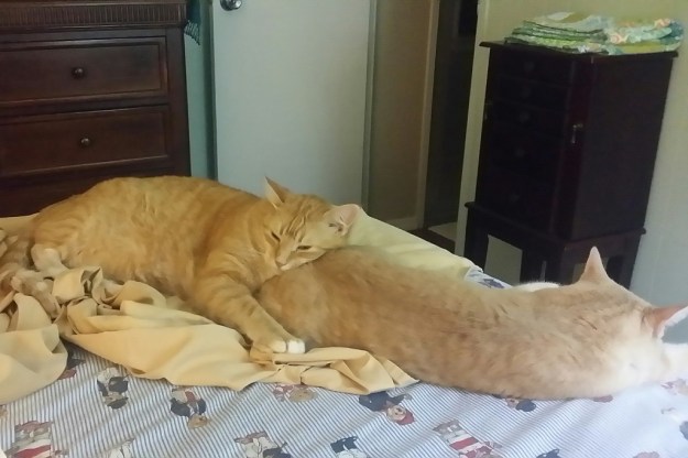 Cats Chris and Frankie