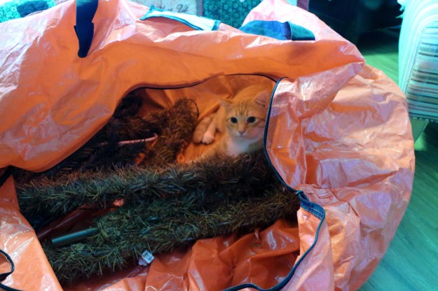 cats and Christmas tree