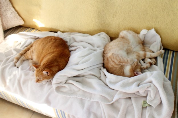 cats Chris and Frankie