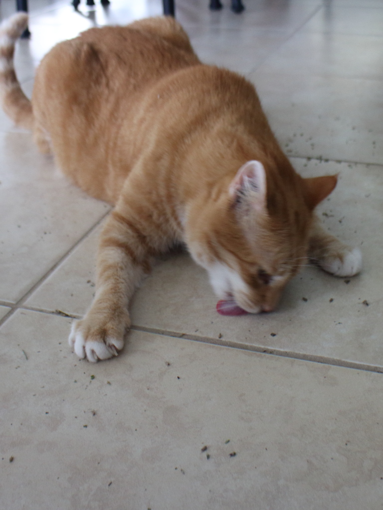 cat and catnip