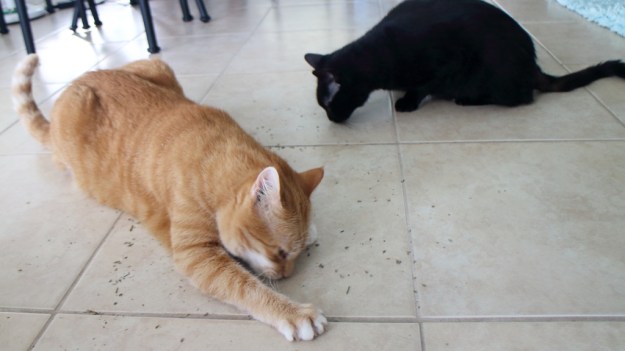 cats and catnip