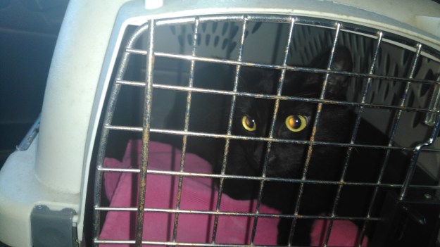 Our cat Puck's vet visit