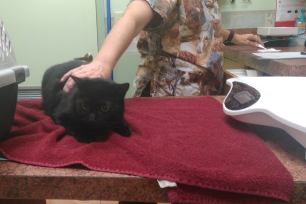 Our cat Puck's vet visit