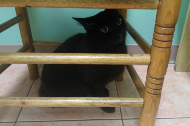 Our cat Puck's vet visit