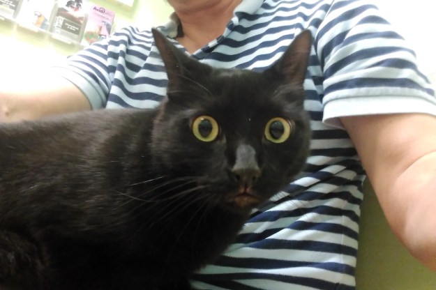 Our cat Puck's vet visit