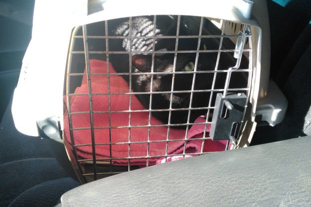 Our cat Puck's vet visit