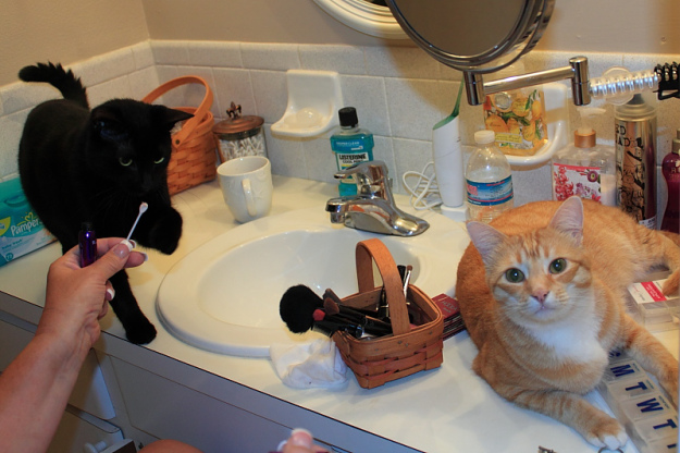 Bad Cat Chris on bathroom counter.