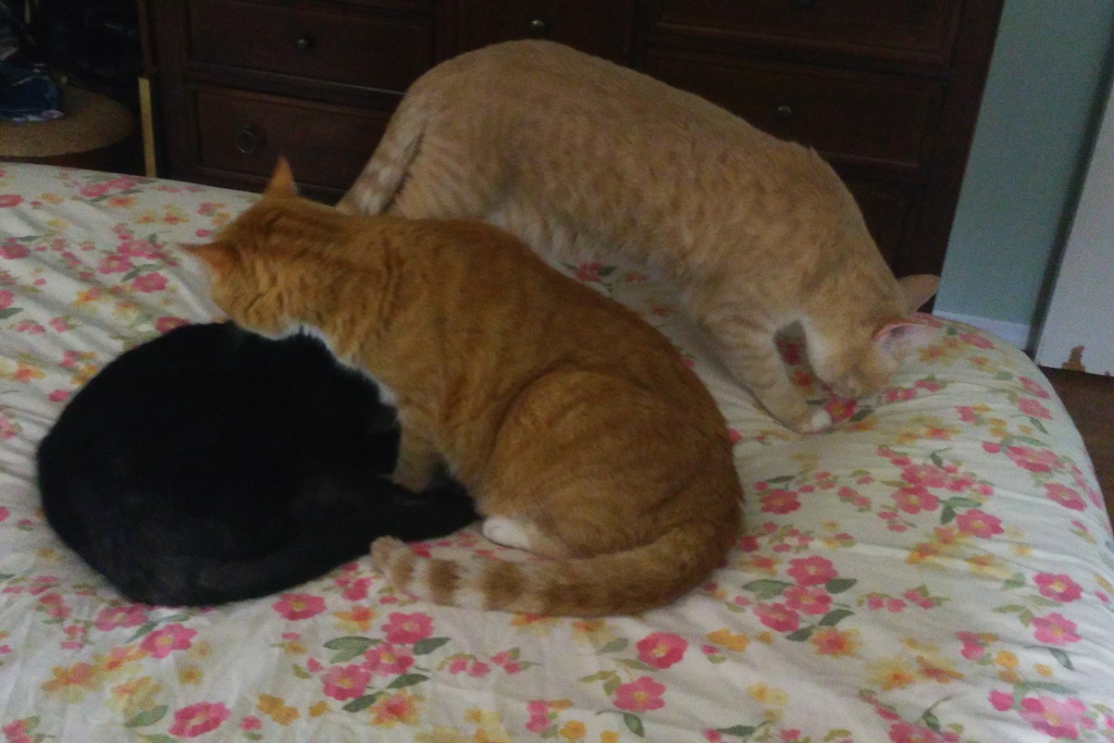 cats on bed