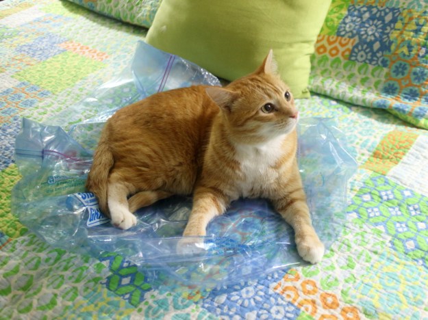 Bad Cat Chris lying on bag