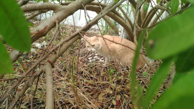 cat Frankie in bushes