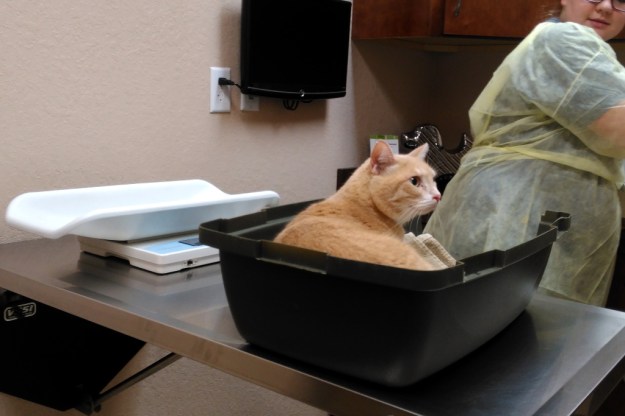 Cat Frankie in carrier