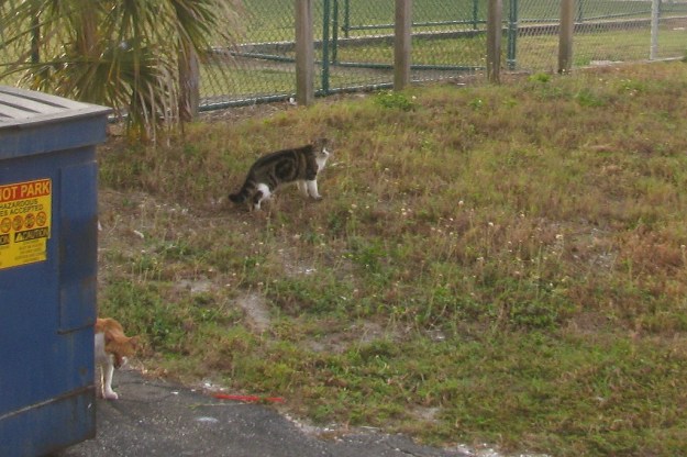 20151202_Ferals_3832