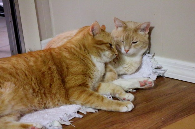 Cats Chris and Frankie