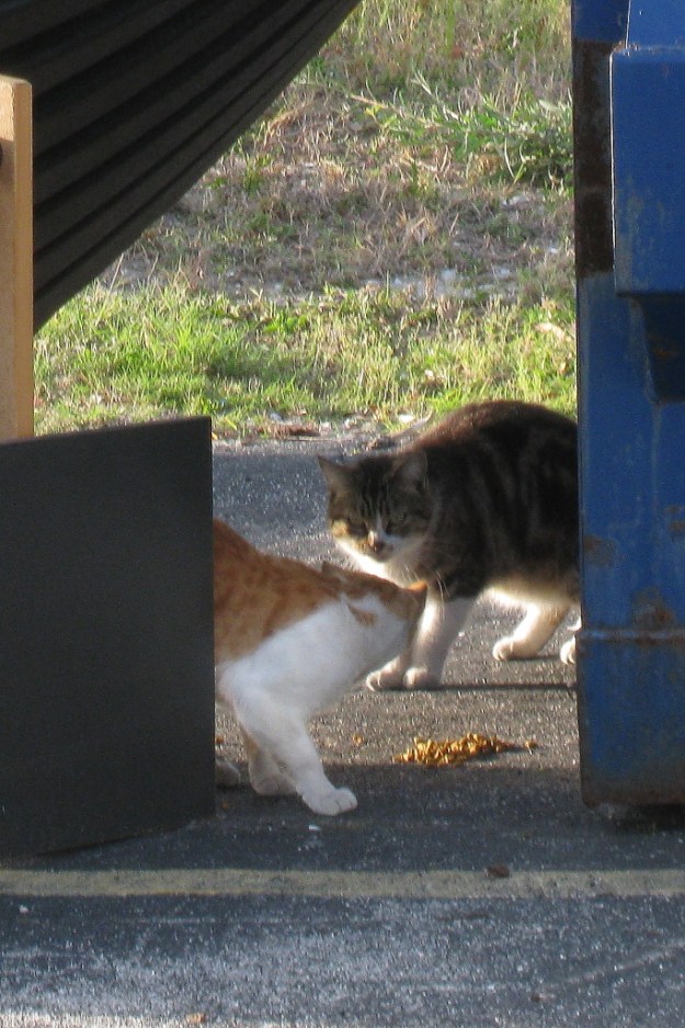 Feral Cats