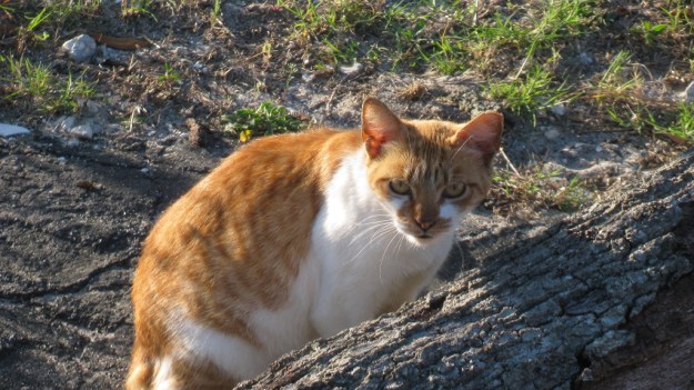 Feral Cat