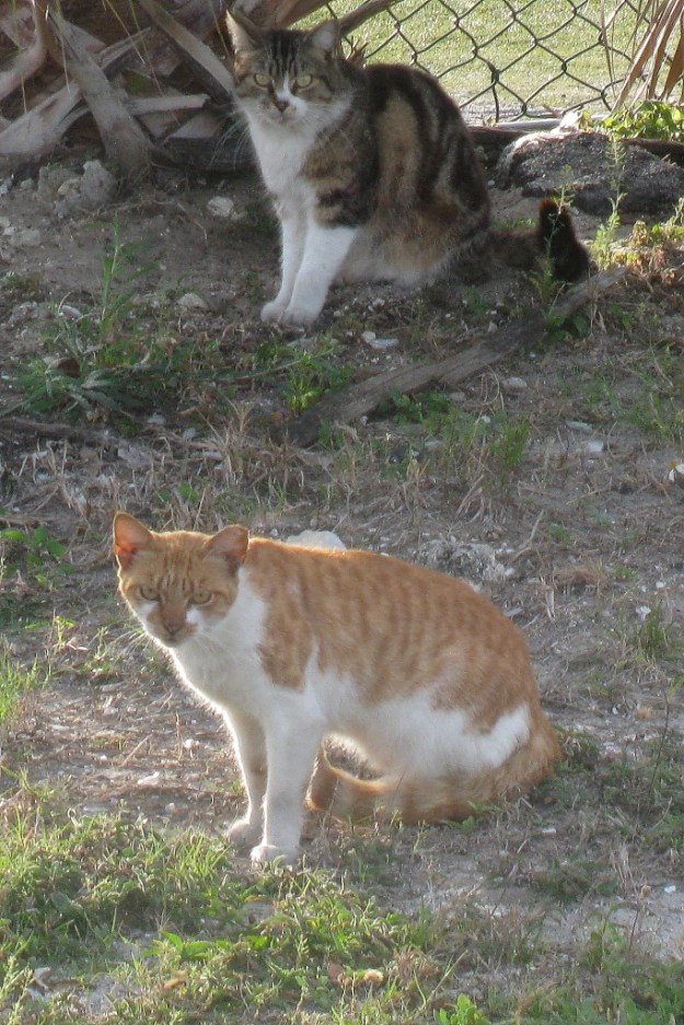 Feral Cats
