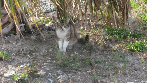 Feral Cat