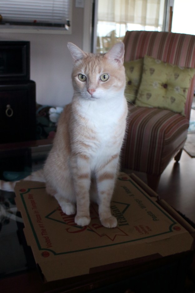 Cat Frankie on pizza box