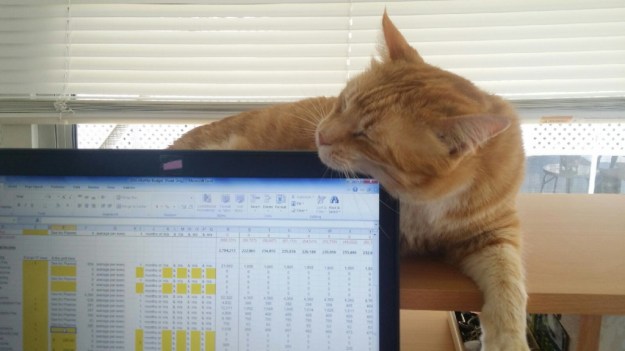 Cat Chris rubbing on computer.