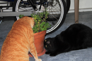 Bad Cat Chris and Puck attacking catnip plant