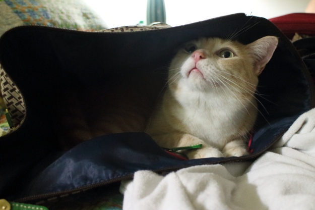 cat Frankie in bag