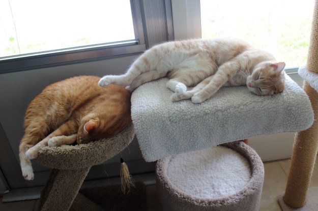 Cute cats napping