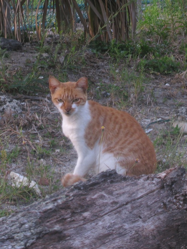 20160324_Feral cats_061