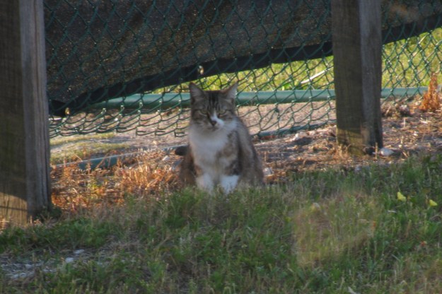 20160413_Feral cats_074