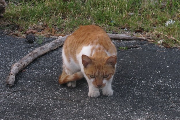 feral cat