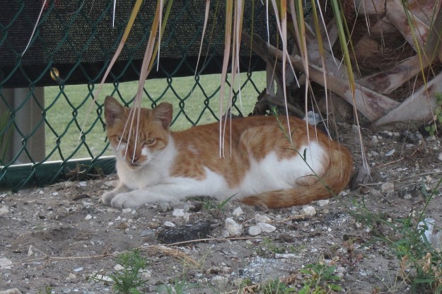 20160502_Feral cats_0086