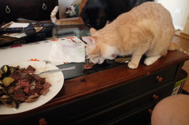 cats eating steak