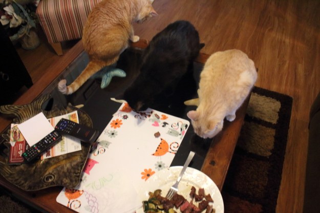 3 cats eating steak