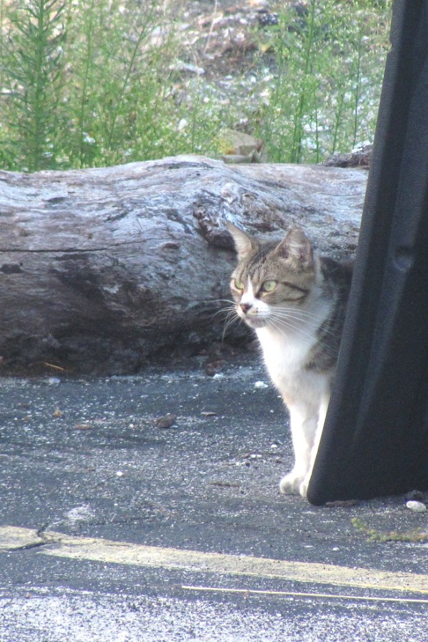 feral cat