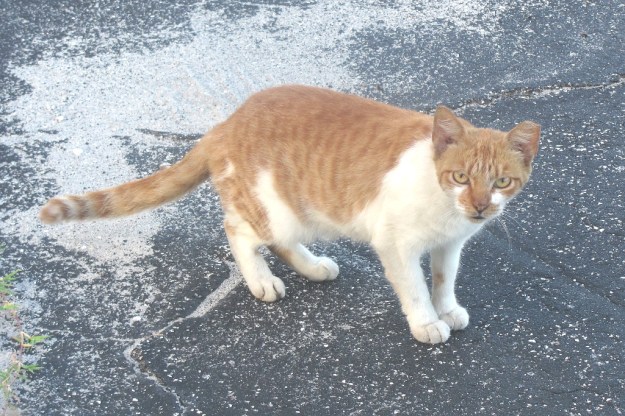 20160526_Feral cats_090