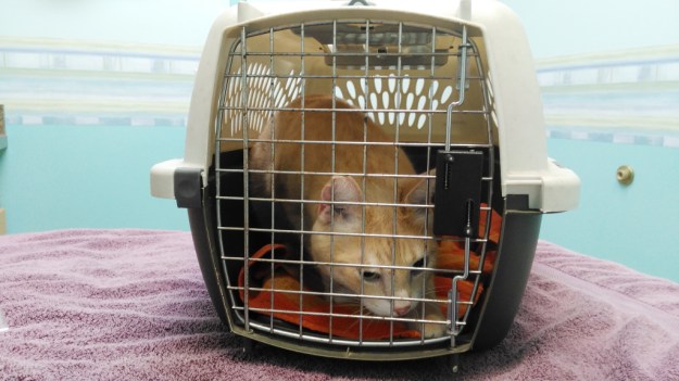 Our cat Frankie at vet