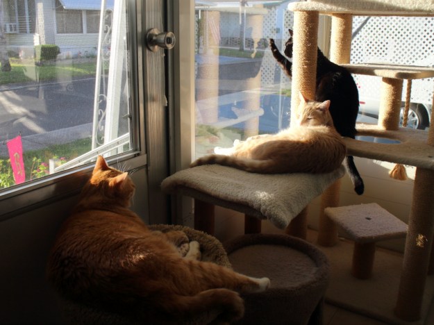 Cats in the sun