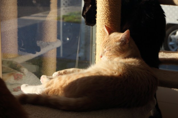 Cats in the sun
