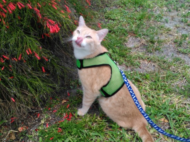 Frankie the cat with flowers